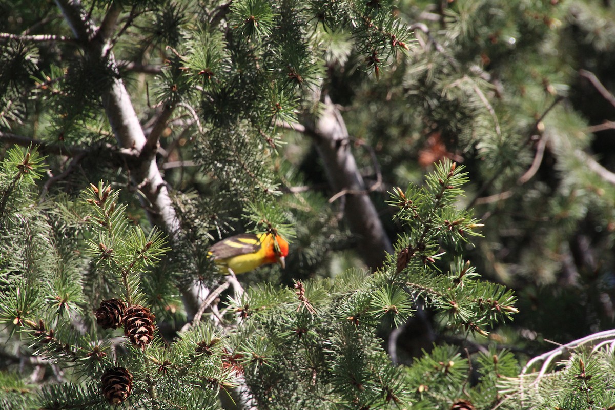 Western Tanager - ML620871729