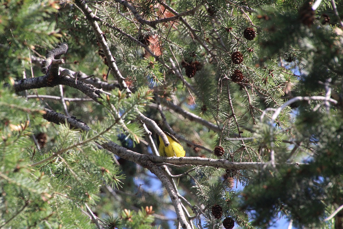 Western Tanager - ML620871730