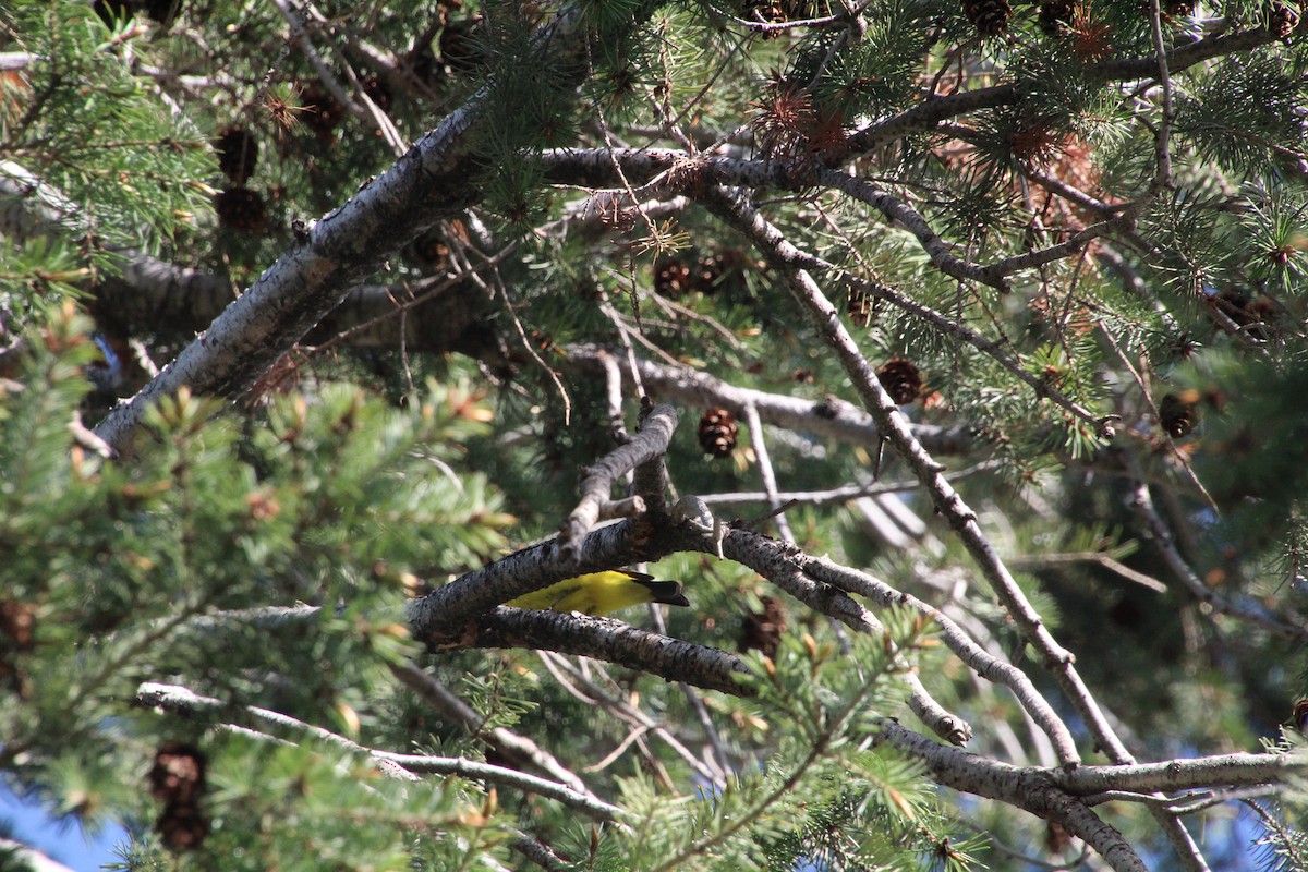 Western Tanager - ML620871731