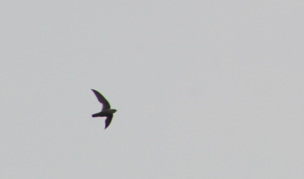 Chimney Swift - Carole Swann