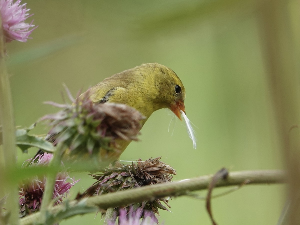 American Goldfinch - ML620871737