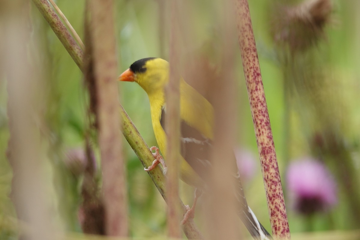 Chardonneret jaune - ML620871740