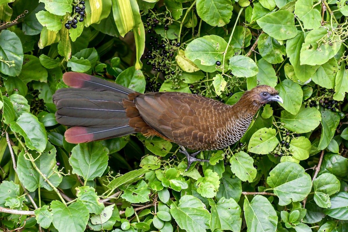 Scaled Chachalaca - ML620871745