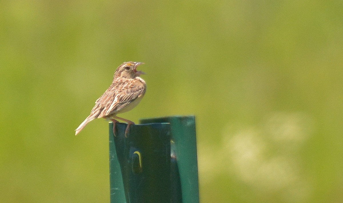 Grasshopper Sparrow - ML620871746