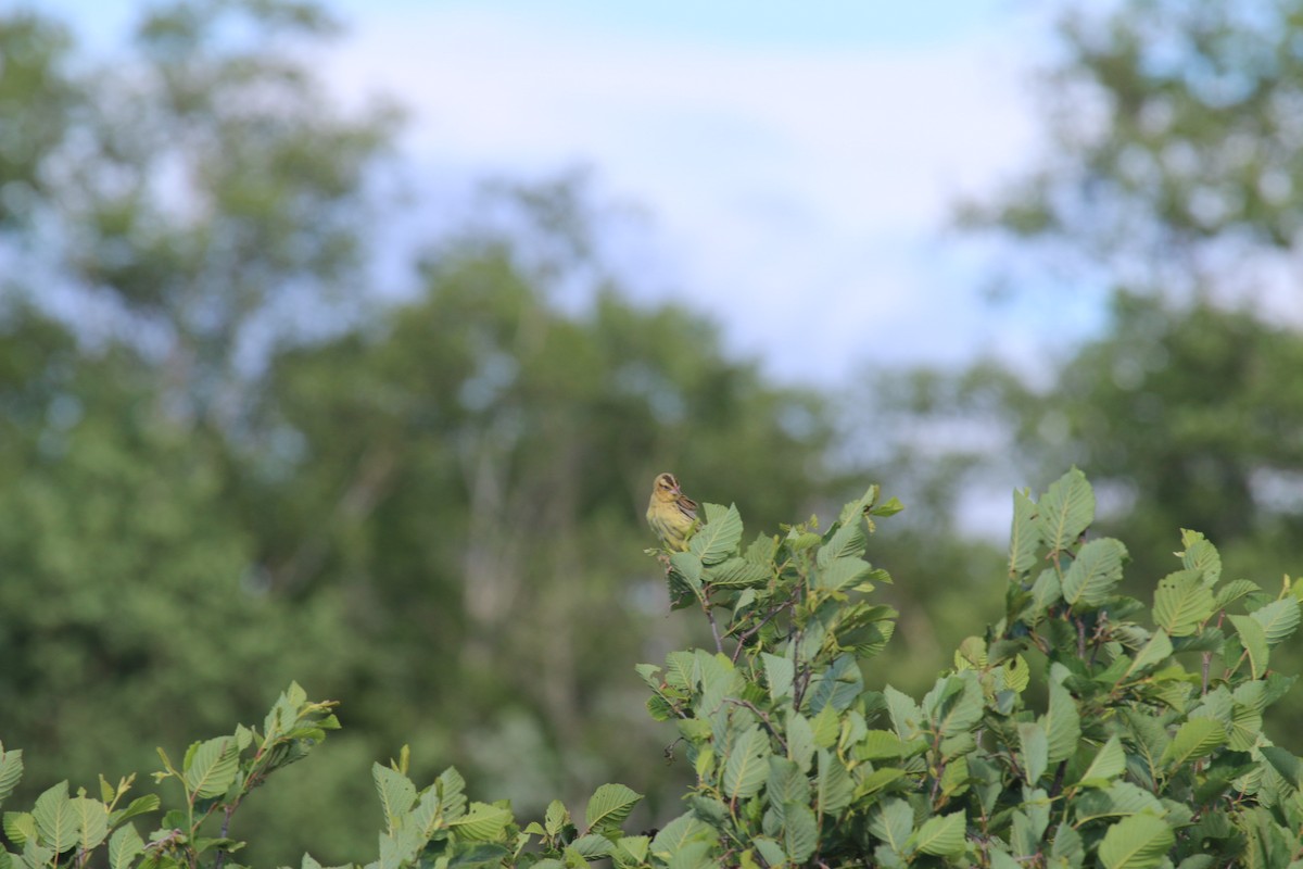 bobolink americký - ML620871747