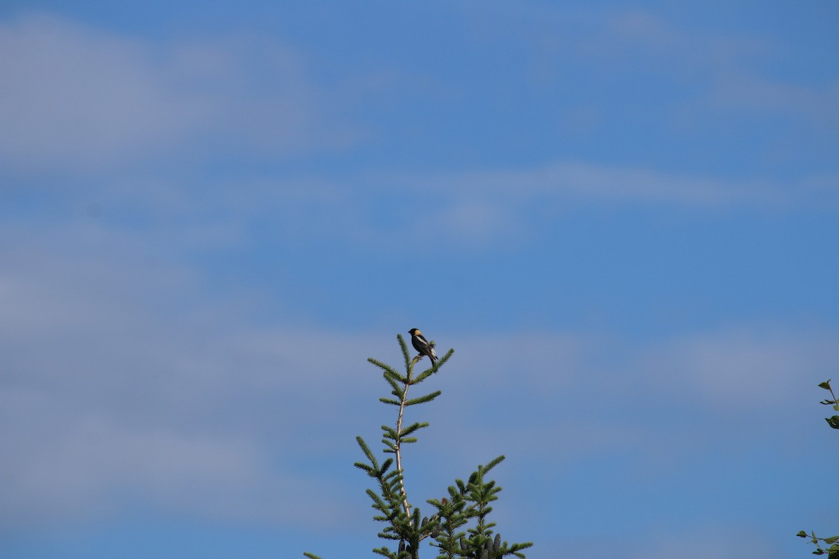 bobolink americký - ML620871748