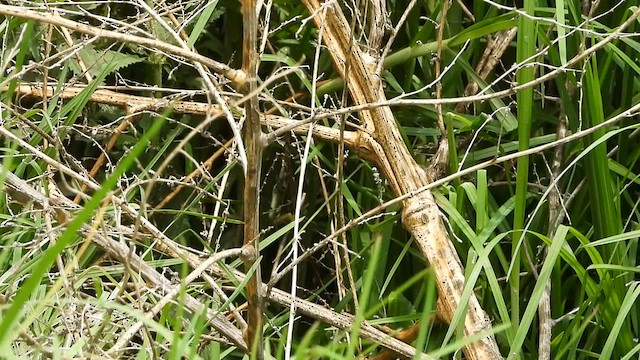 Травяной крапивник [группа elegans] - ML620871752