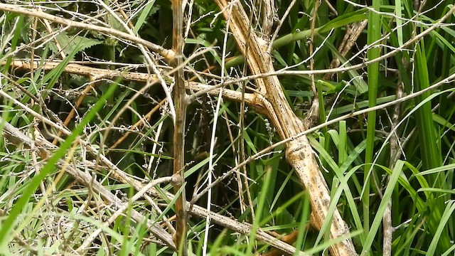 Cucarachero Sabanero (grupo elegans) - ML620871752