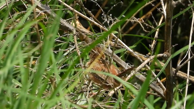 Grass Wren (Northern) - ML620871755