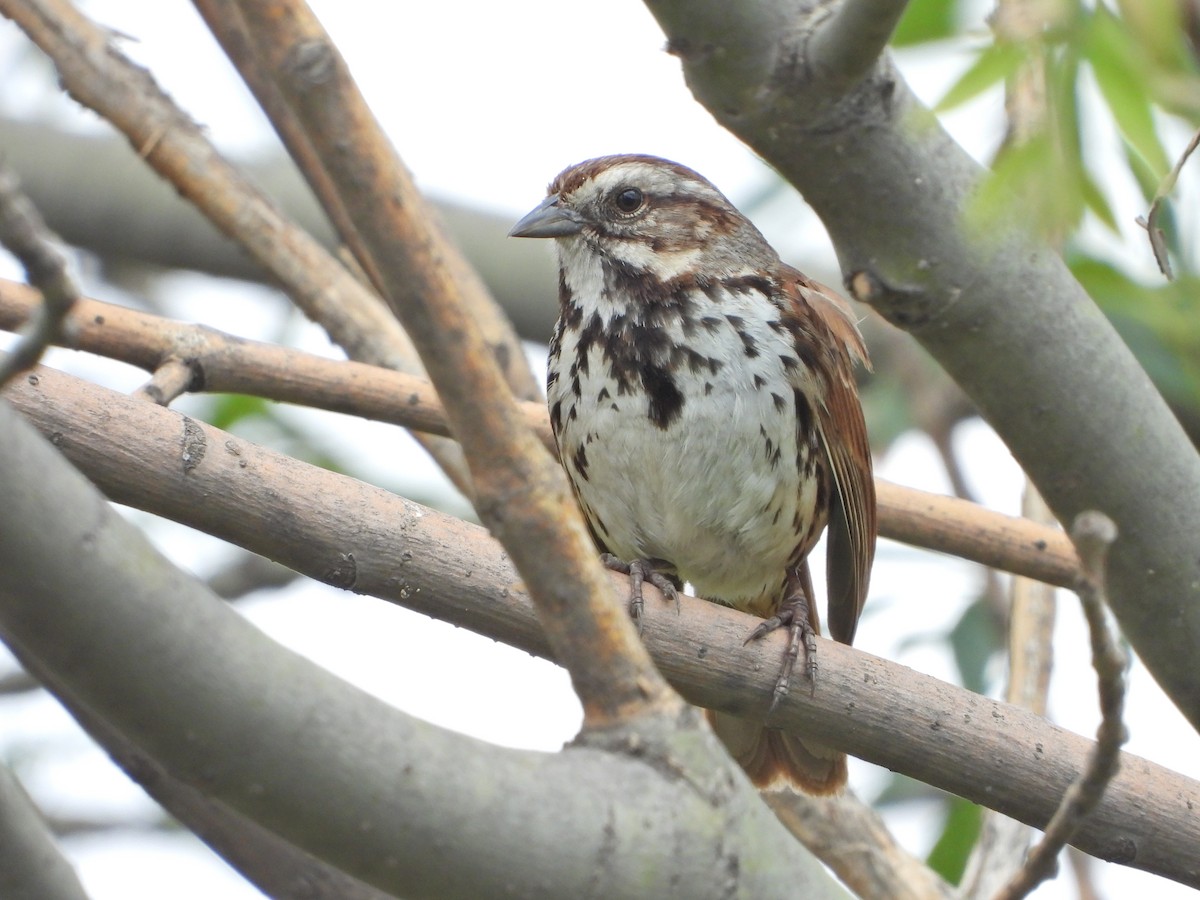 Song Sparrow (mexicana Group) - ML620871760