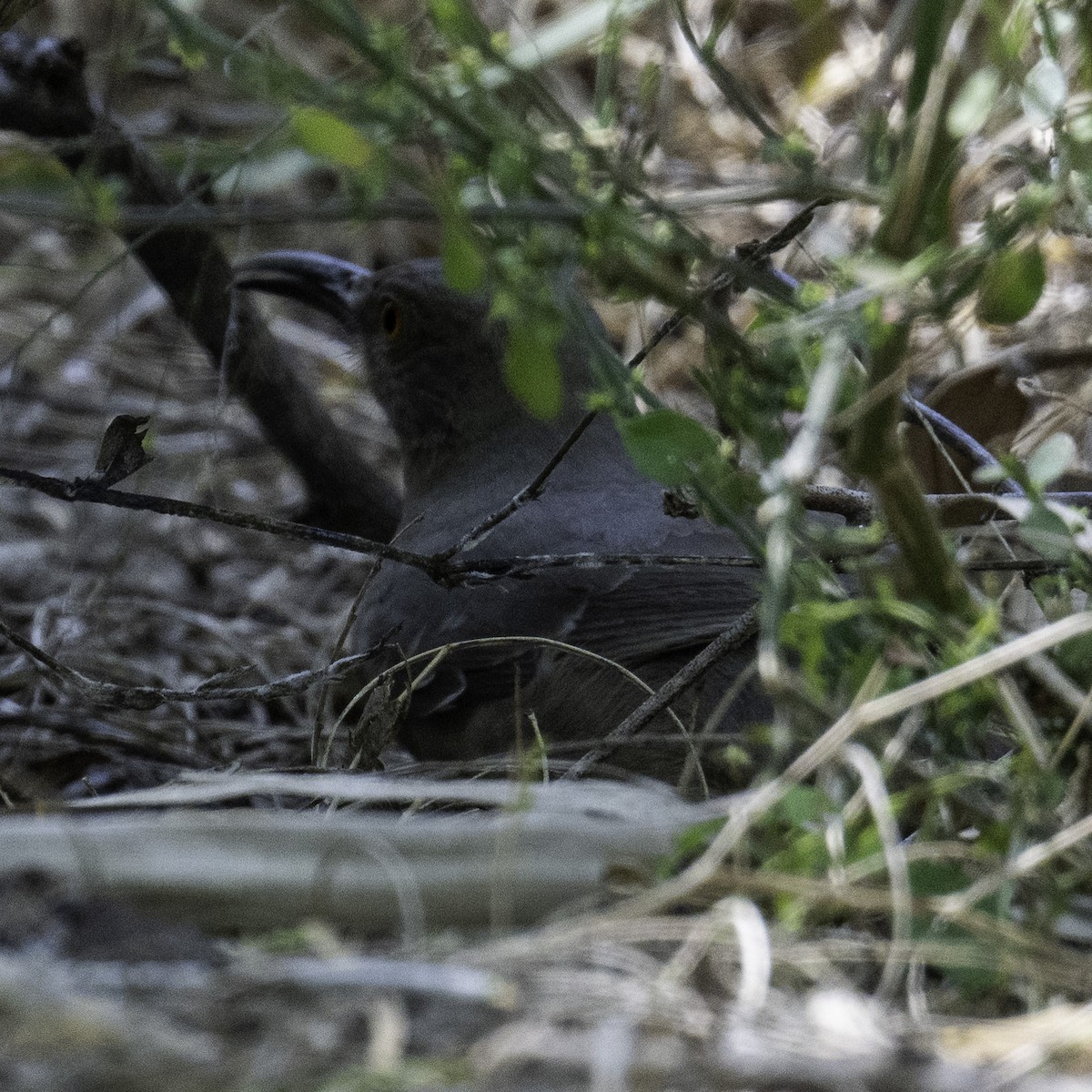 Curve-billed Thrasher - ML620871764