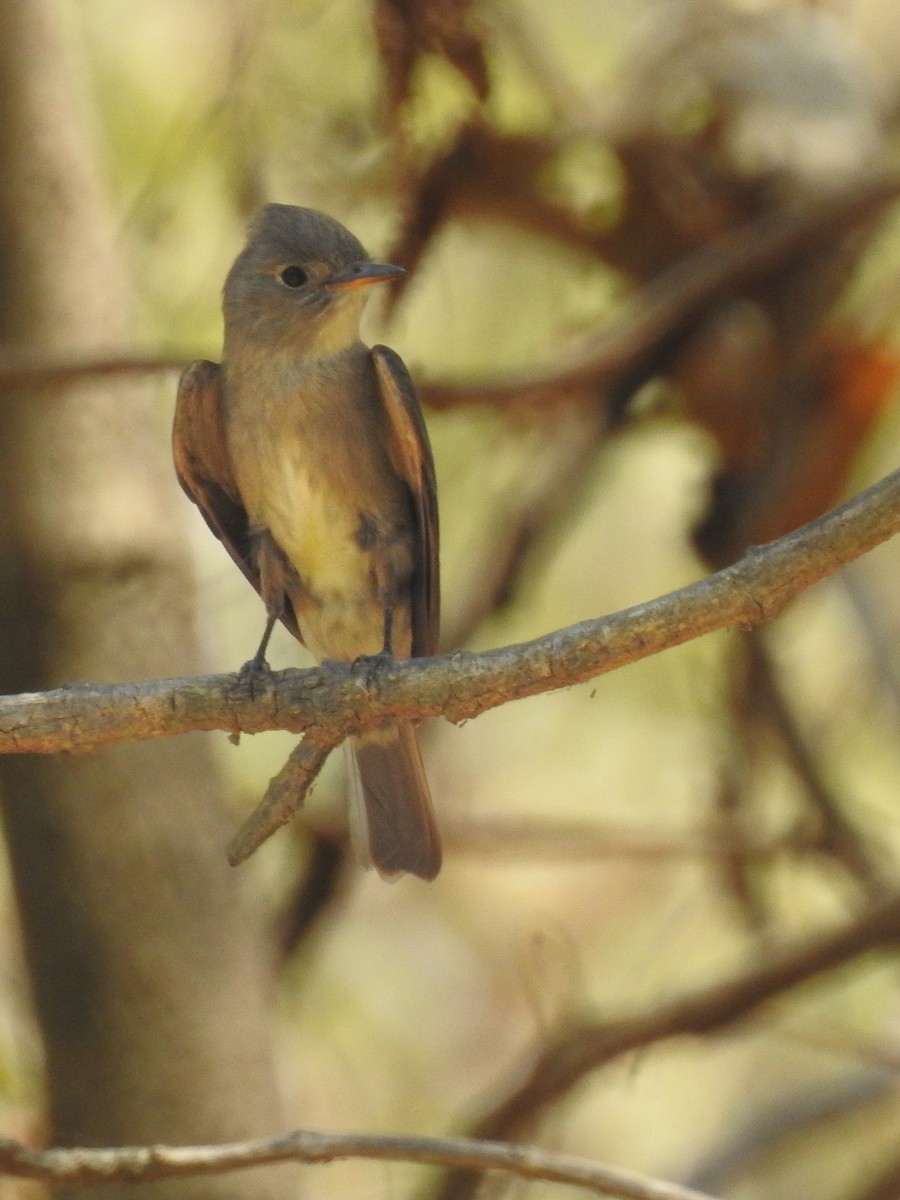 Western Wood-Pewee - ML620871771