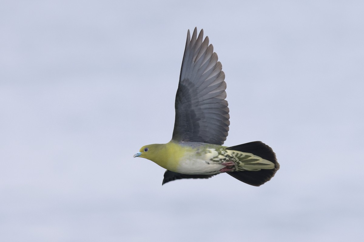 White-bellied Green-Pigeon - ML620871777