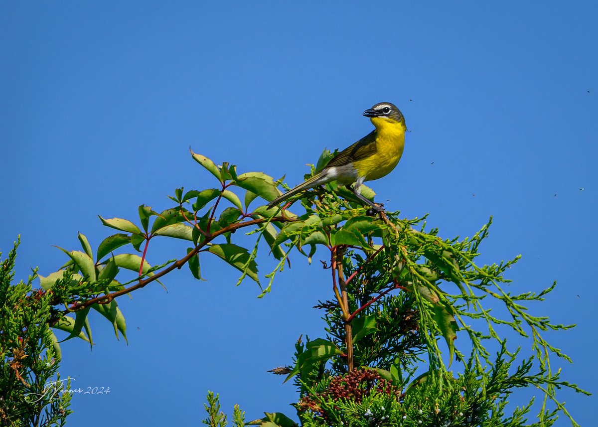 Yellow-breasted Chat - ML620871783