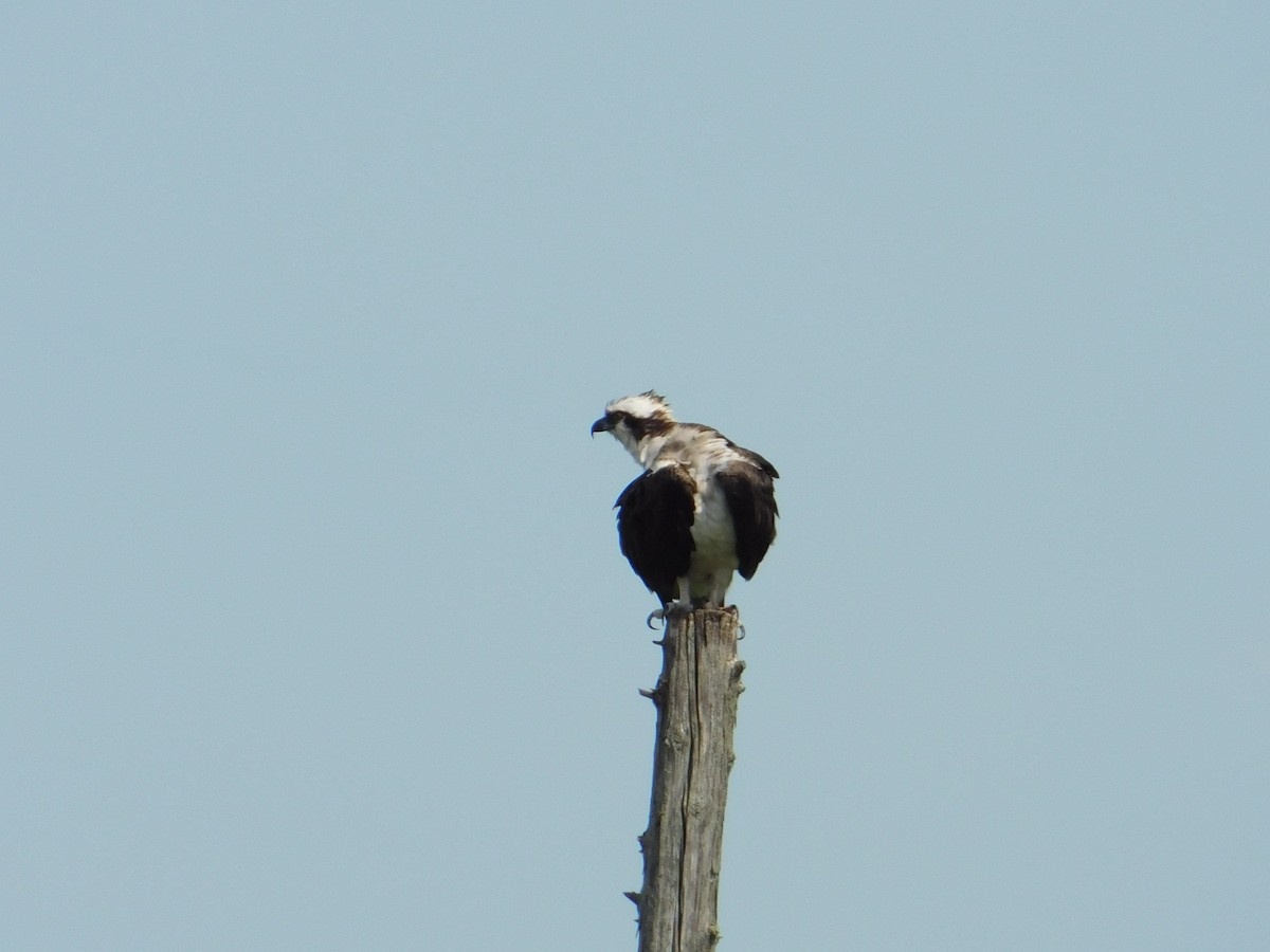 Águila Pescadora - ML620871787