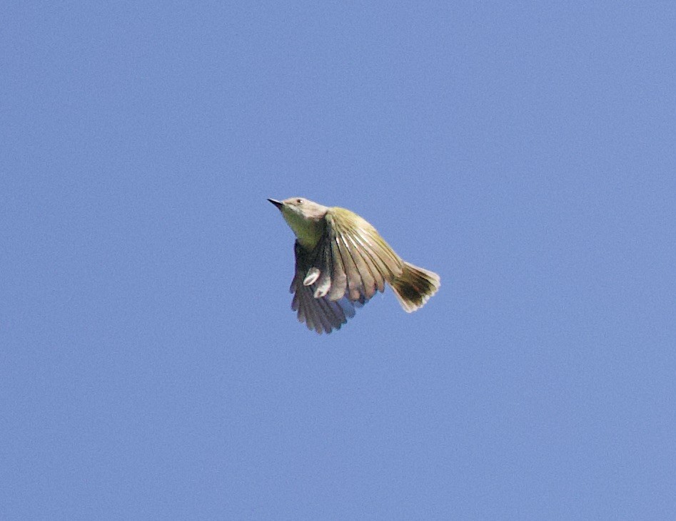 Green-backed Gerygone - ML620871791