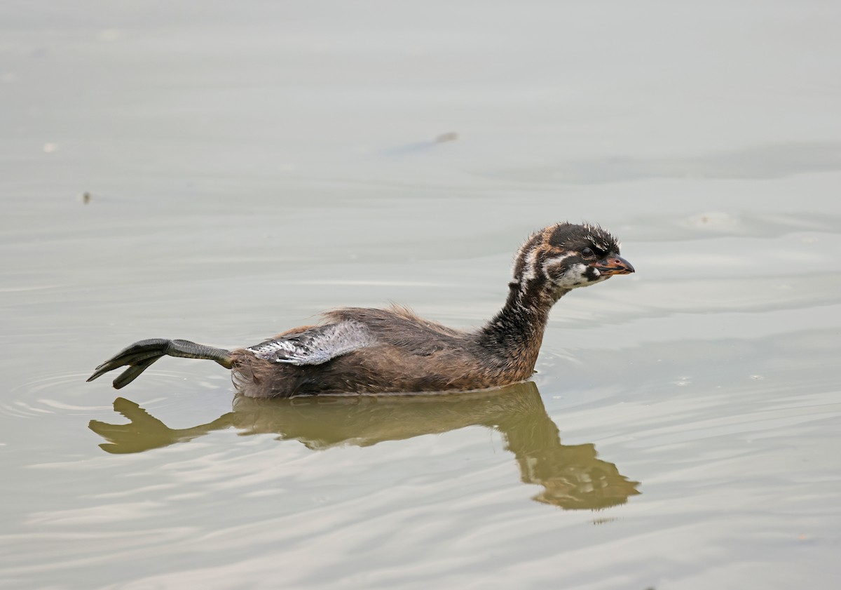 Pied-billed Grebe - ML620871800