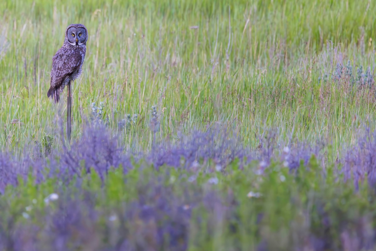 Great Gray Owl - ML620871802