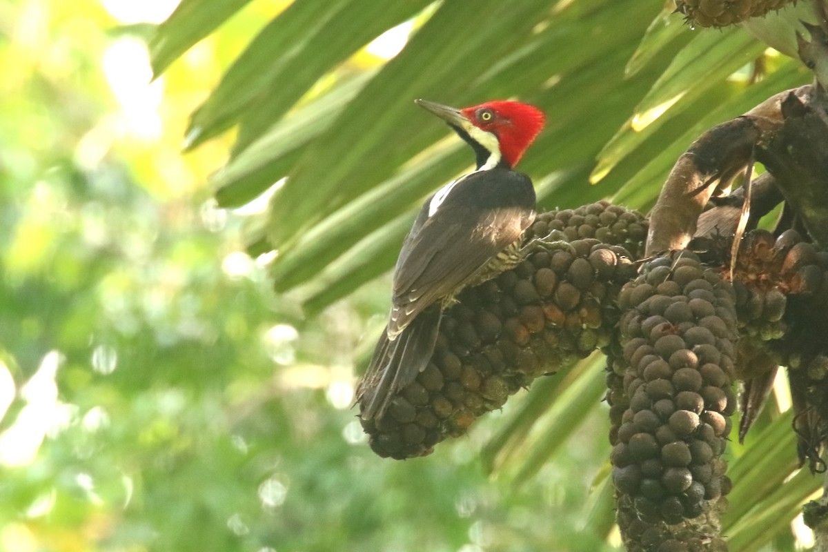 Guayaquil Woodpecker - ML620871804