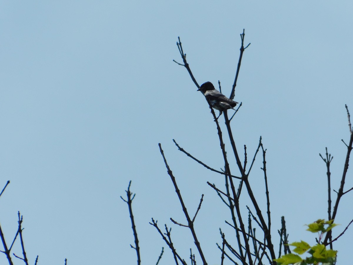 Purple Martin - ML620871805