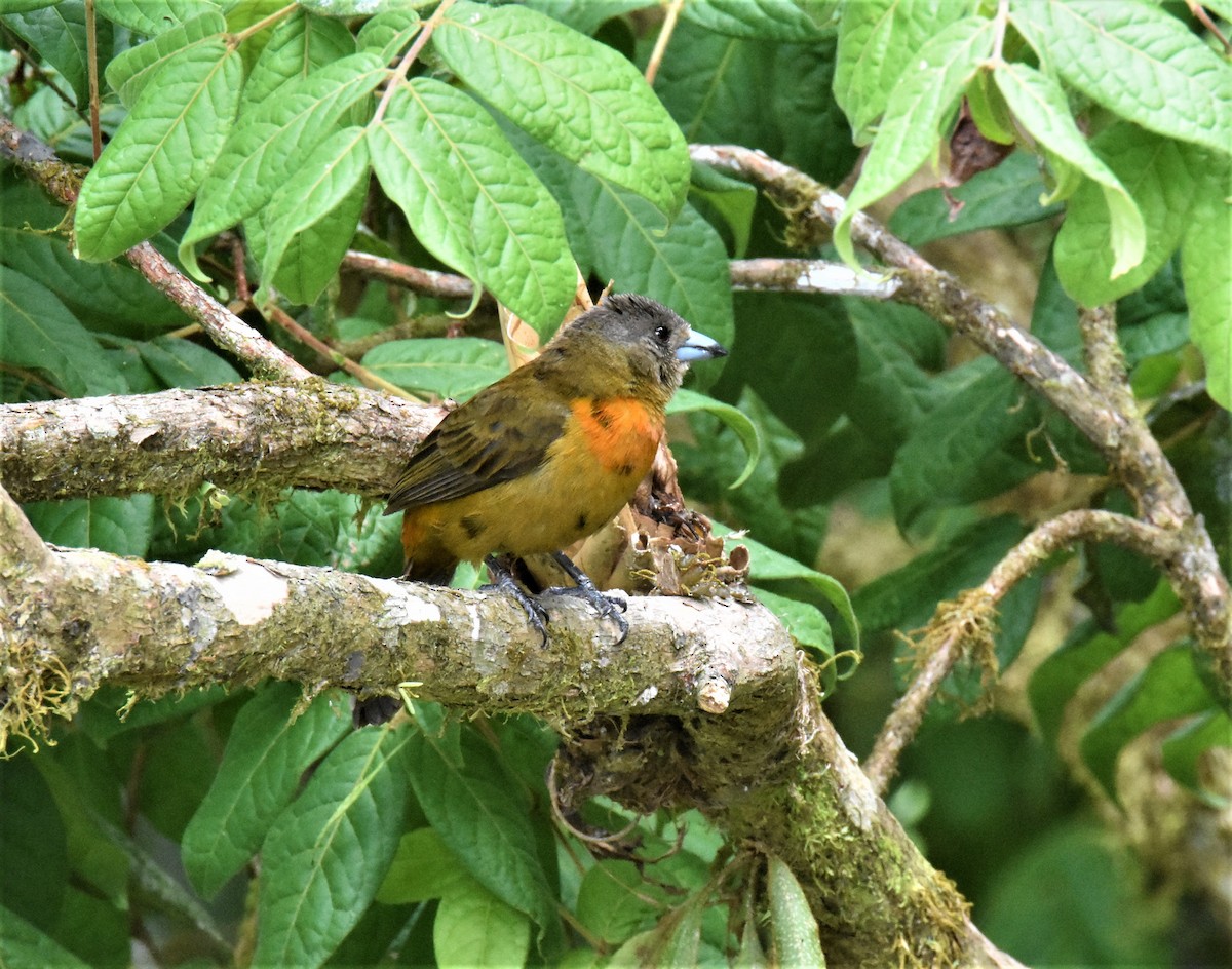 Scarlet-rumped Tanager - ML620871809