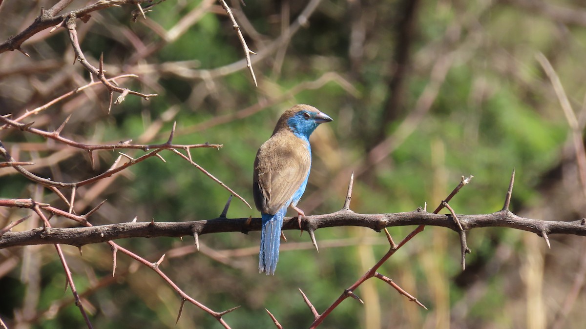 Azulito Angoleño - ML620871820