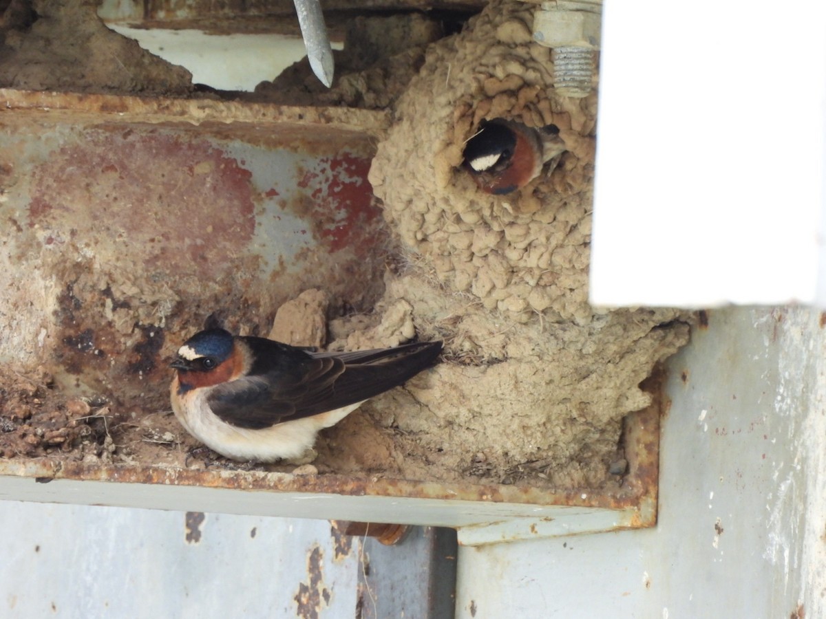 Cliff Swallow - ML620871834