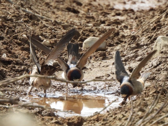 Cliff Swallow - ML620871837