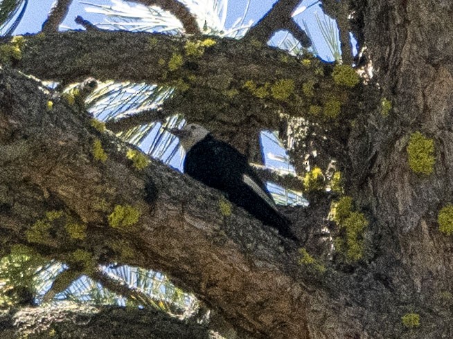 White-headed Woodpecker - ML620871847