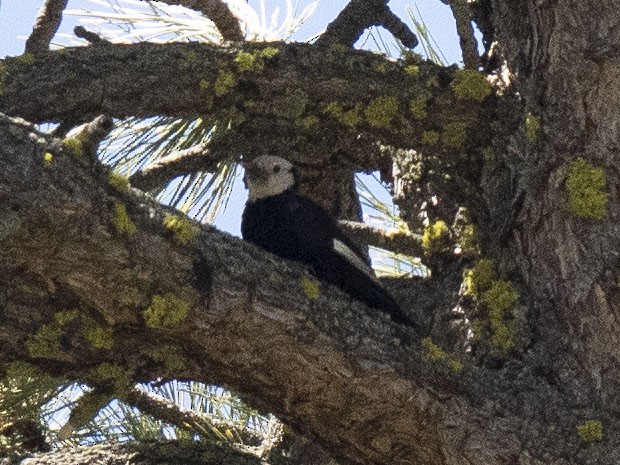 White-headed Woodpecker - Carol Collins