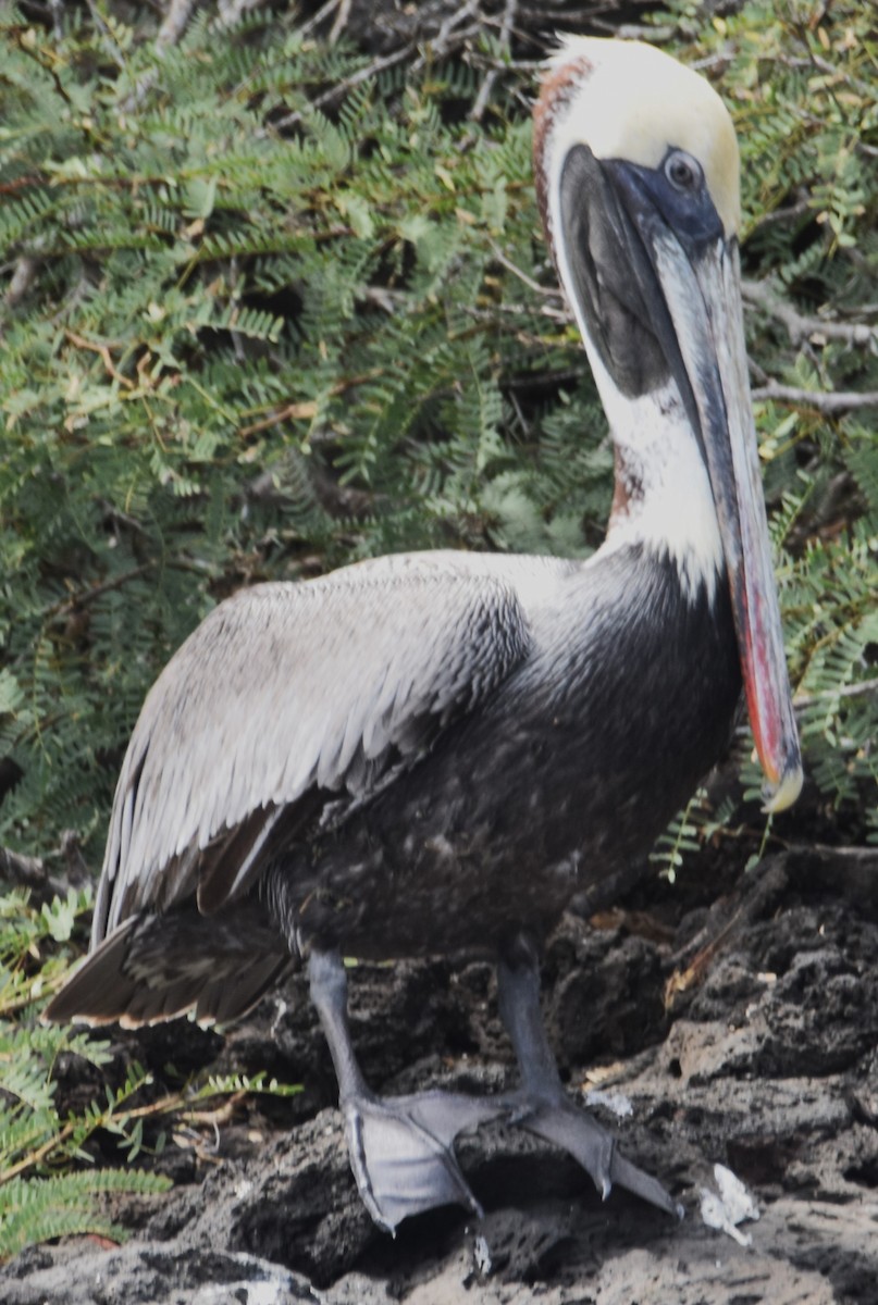 Brown Pelican (Galapagos) - ML620871855