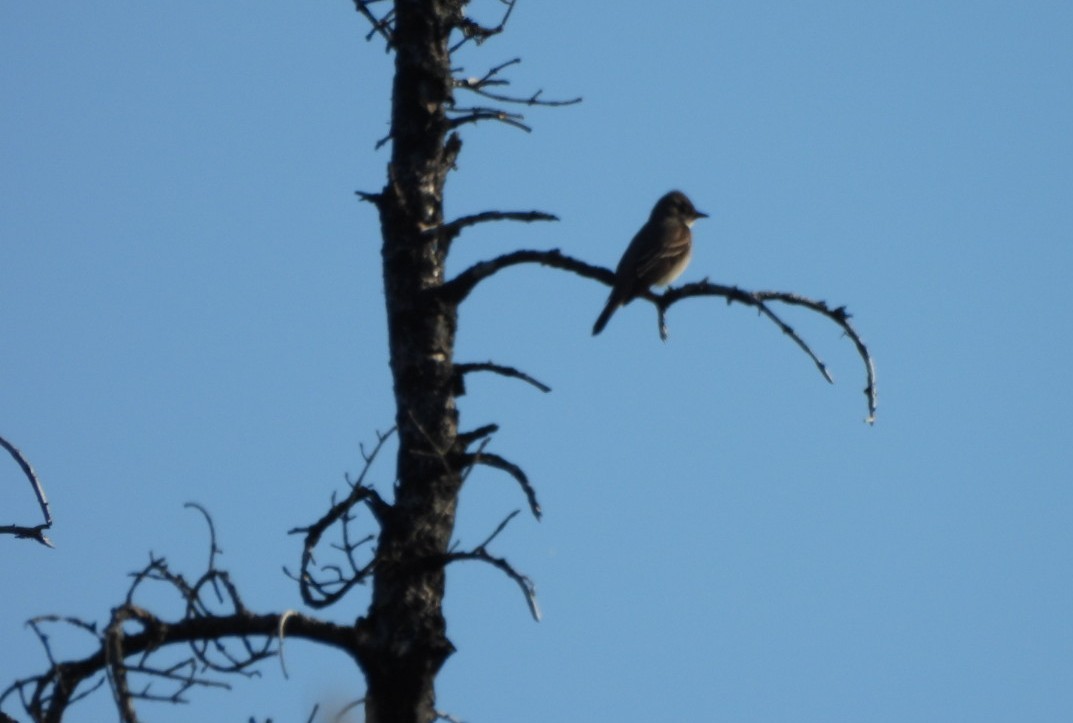 Western Wood-Pewee - Lachlan Bebout