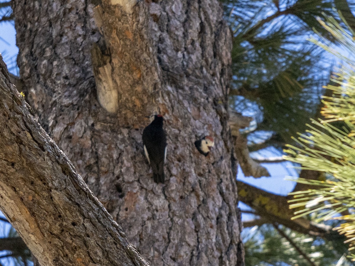 White-headed Woodpecker - ML620871863