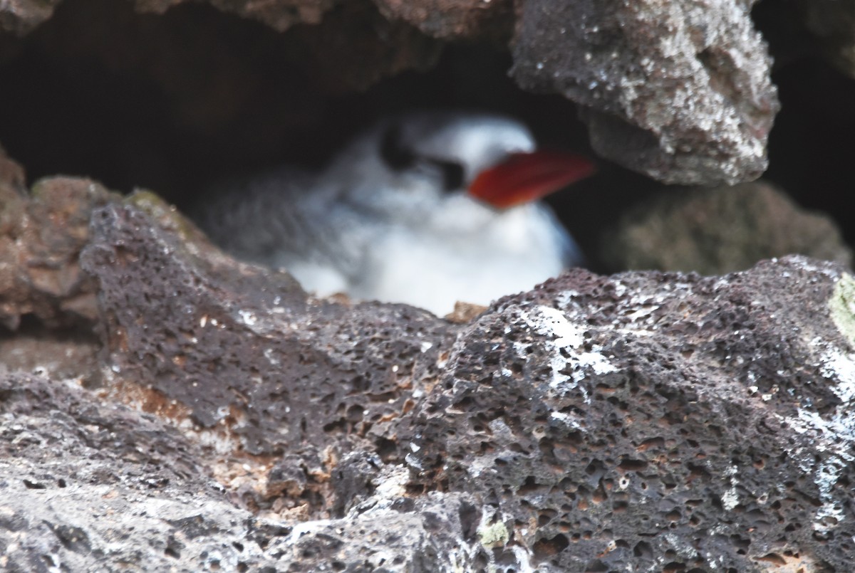 Red-billed Tropicbird - ML620871865