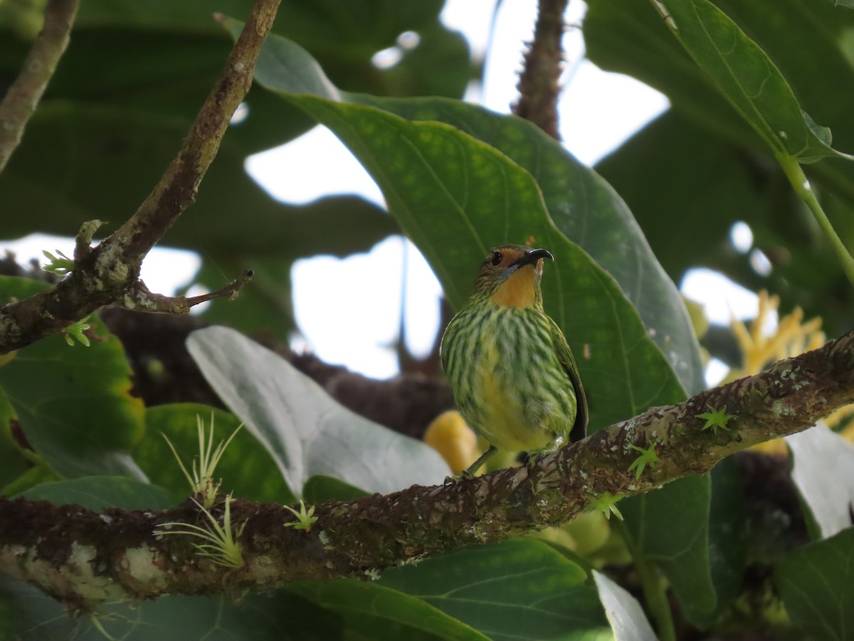 Mielerito Cerúleo - ML620871866