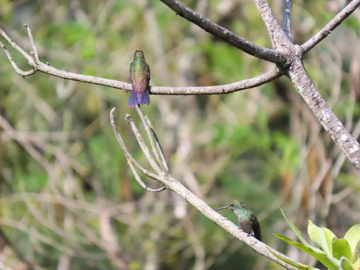 kolibřík zelenobřichý - ML620871874