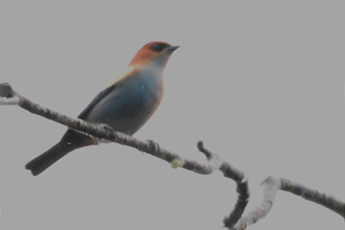 Chestnut-backed Tanager - Juan Bardier