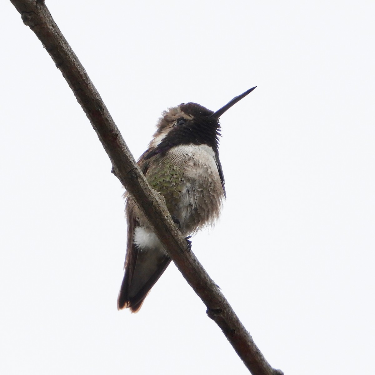 Costa's Hummingbird - ML620871880