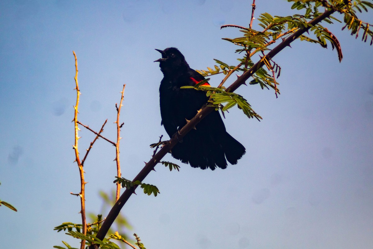Red-winged Blackbird - ML620871883