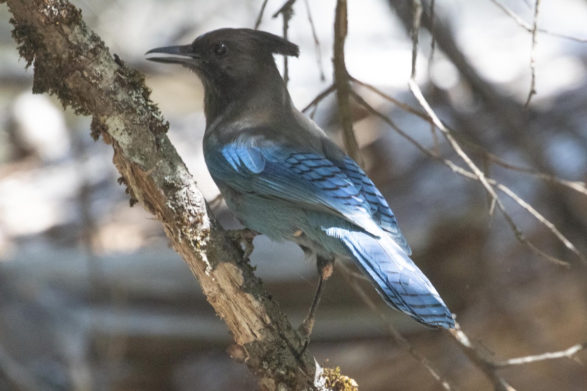 Steller's Jay - ML620871888