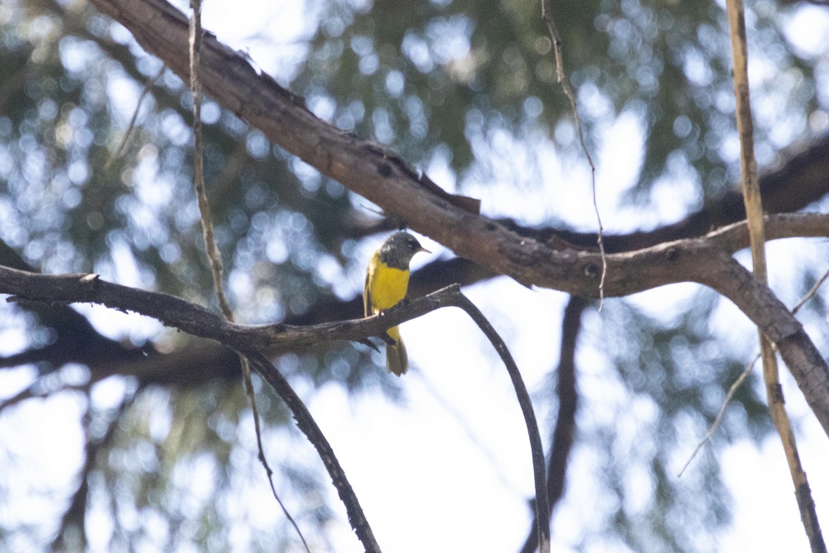 MacGillivray's Warbler - ML620871900