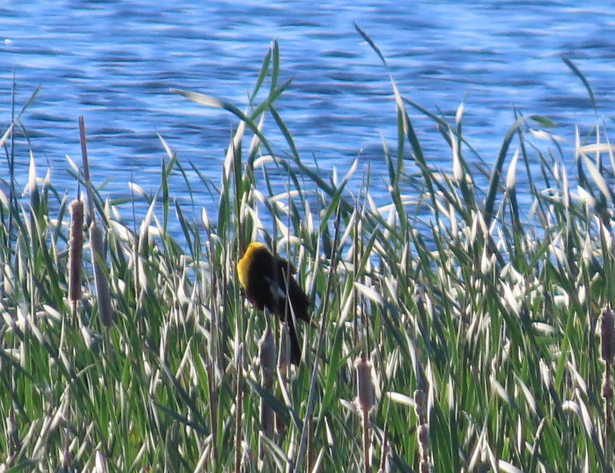 Yellow-headed Blackbird - ML620871906