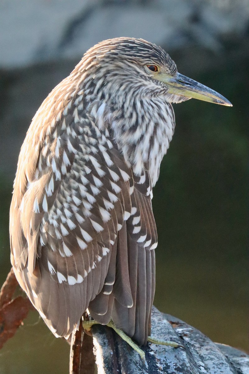 Black-crowned Night Heron - ML620871911