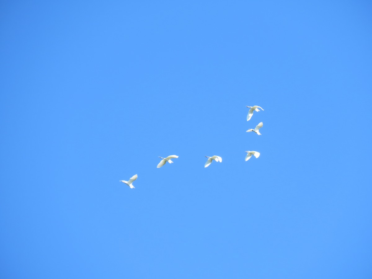 Great Egret - ML620871925