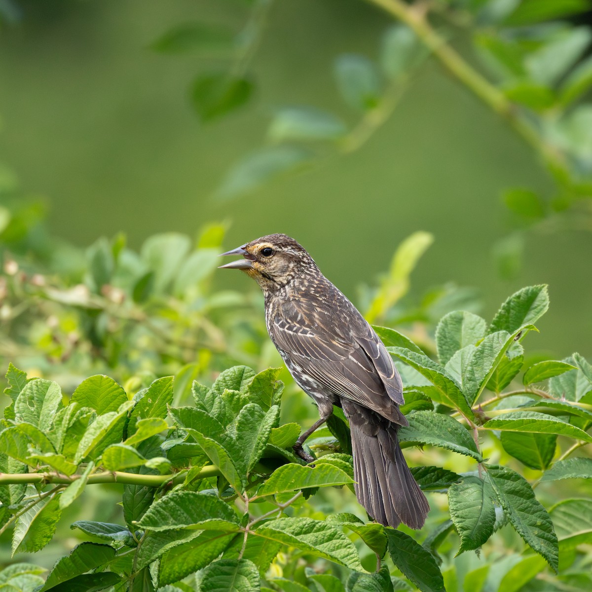 Red-winged Blackbird - ML620871932