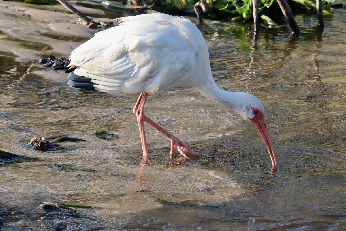 ibis bílý - ML620871937