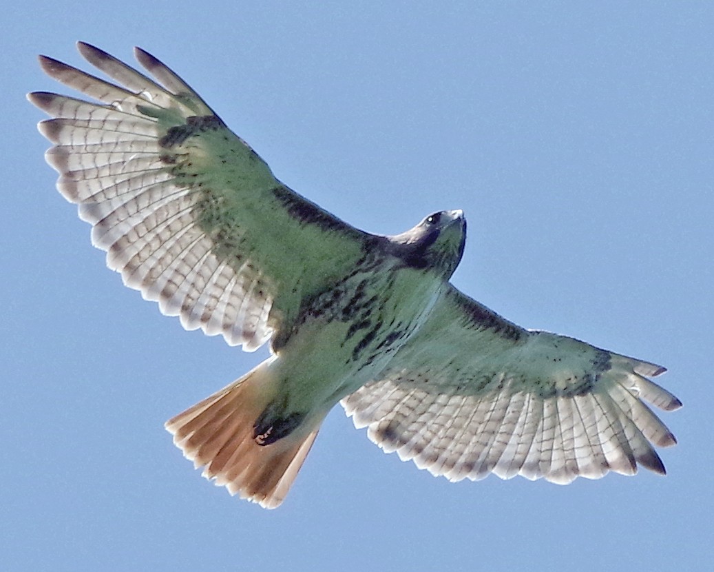 Red-tailed Hawk - Bill Winkler