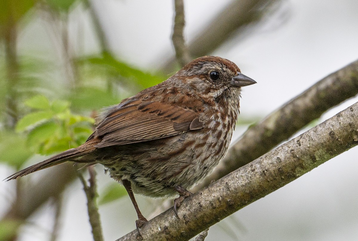 Song Sparrow - ML620871941