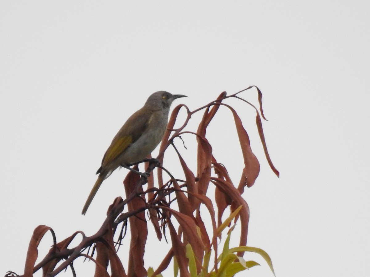 Brown Honeyeater - ML620871942