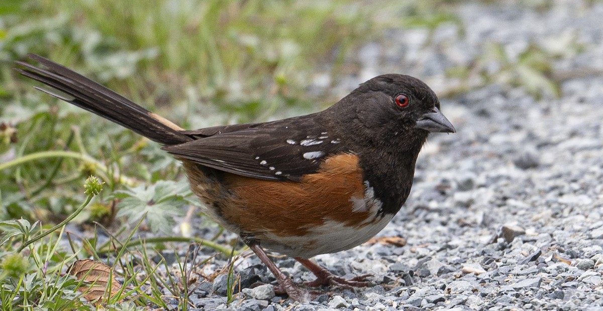 Spotted Towhee - ML620871947